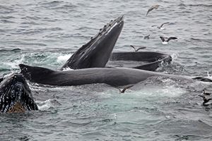 Humpback Whales